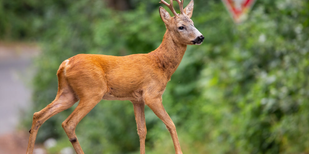 What to Do If You Hit an Animal While Driving